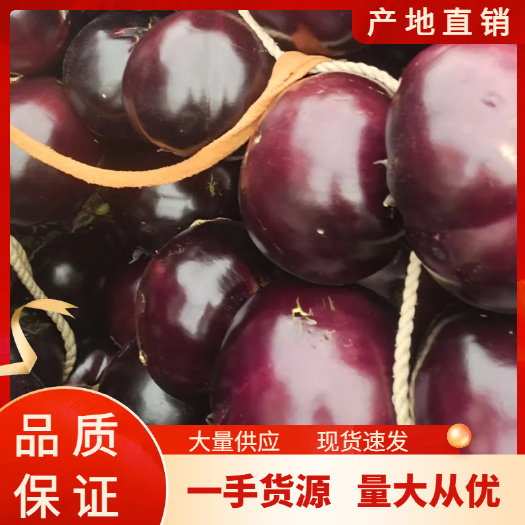博爱县新鲜圆茄产地直发当日采摘现摘现发