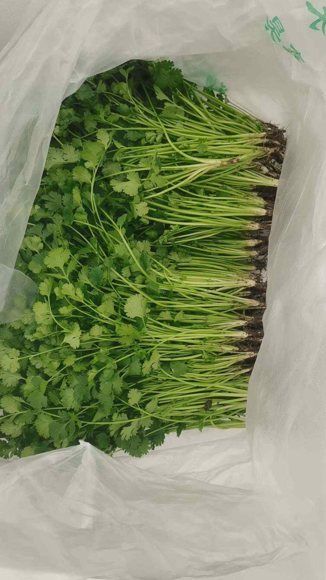 香菜产地直供 叶菜类蔬菜 批发零售 品质优选