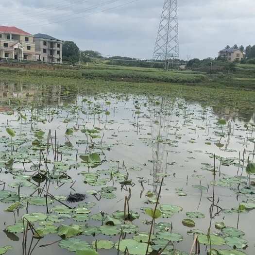 衡阳湖南衡阳新鲜藕尖