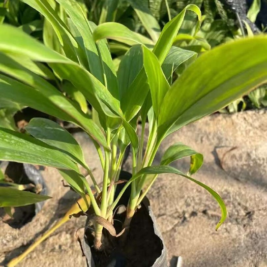 精品梦幻朱蕉基地直发