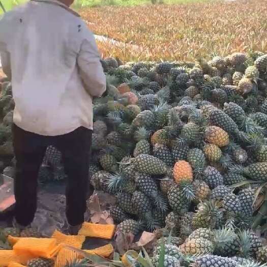 澄迈县金钻凤梨，甜蜜蜜凤梨，香水凤梨，黄金凤梨，西瓜凤梨