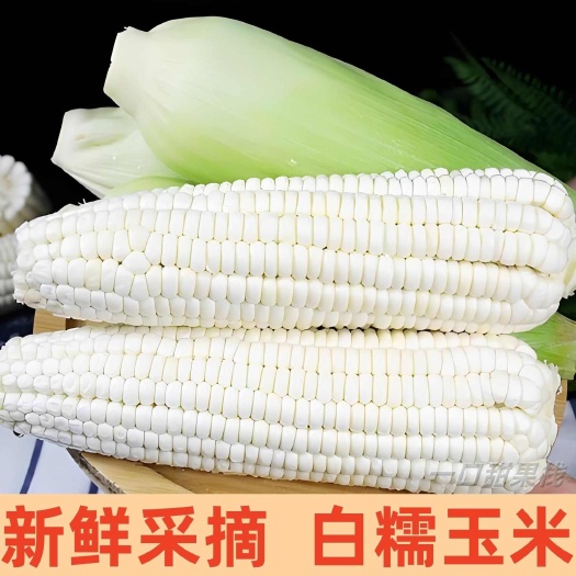南宁新鲜白糯玉米甜糯