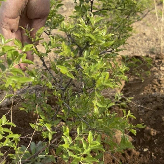 枣庄山东枣庄优质枣树苗酸枣苗基地直供现挖现发适合种植新手