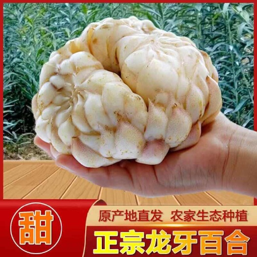 湖南龙牙百合新鲜百合不苦非兰州百合湖南特产食用鲜百合