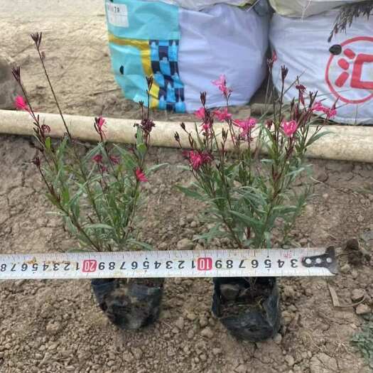 广州精品山桃草基地自产自销