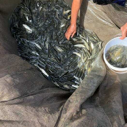 宾川县！品质保证！宾川李相庄鱼苗基地欢迎您！
