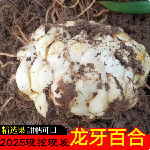 新鲜龙牙百合食用现挖大果级湖南特产非兰州干货百合批发