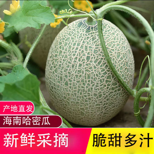 儋州市【甜爽口】正宗当季海南哈密瓜整箱直发大果