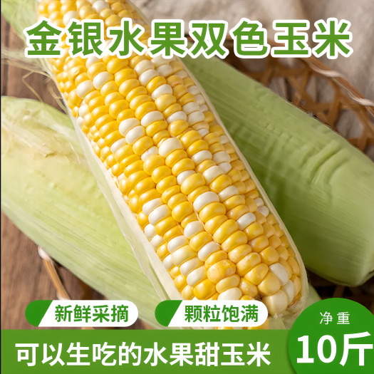 昆明露天种植云南金银双色水果玉米脆甜爆浆新鲜甜玉米棒子苞谷米早餐