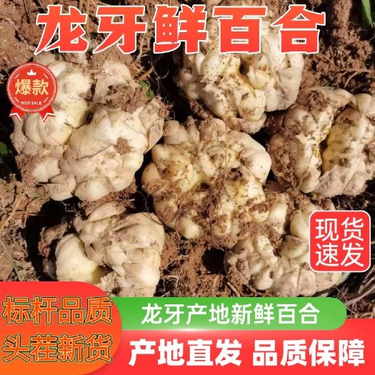 湖南龙牙百合新鲜食用现挖大个百合甜百合粉糯湖南特产非兰州