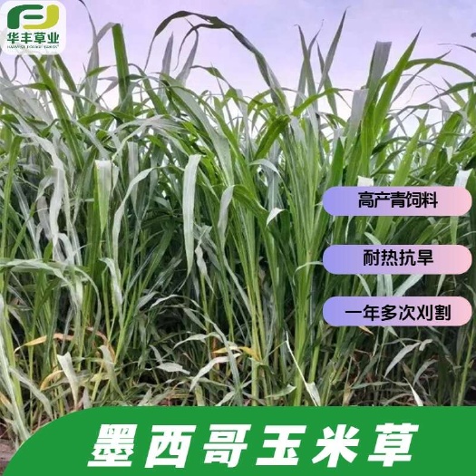 墨西哥玉米草牧草种子南方北方种植四季高产阔叶猪牛羊鸡鸭鹅草籽