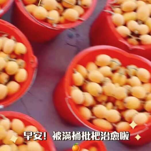 仁寿县文宫大五星枇杷