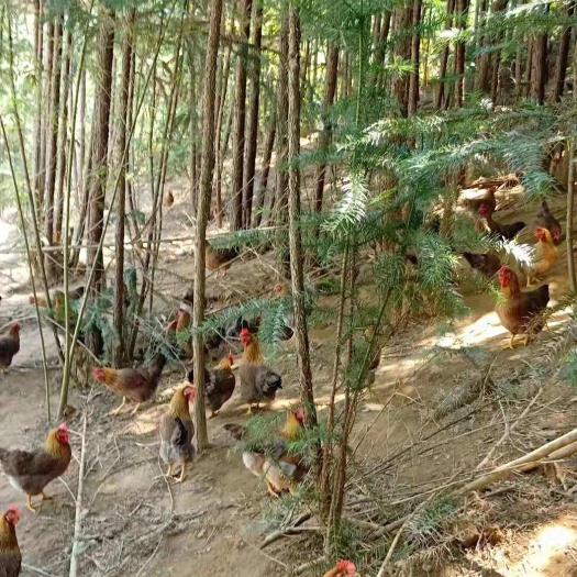 佛山清远凤中凤广东新鲜麻鸡 现宰现发 农场直供 优质蛋白来源
