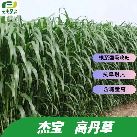 高丹草种子高产高丹王牧草种子四季养殖猪牛羊鸡鸭鹅鱼草籽
