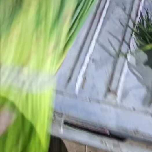 杞县蒜薹，大蒜
河南杞县红帽蒜薹。产地直发。