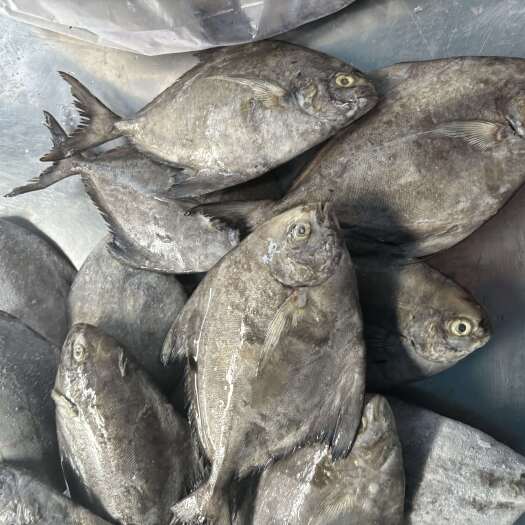 深圳印尼黑鲳鱼