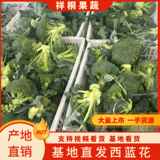 江苏新鲜西蓝花大量上市现货现发量大价优