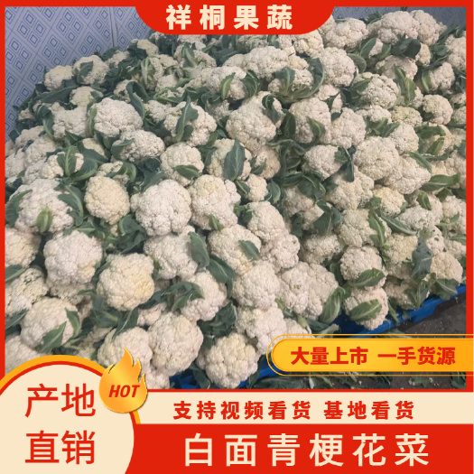 江苏新鲜白花菜大量上市产地一手货源