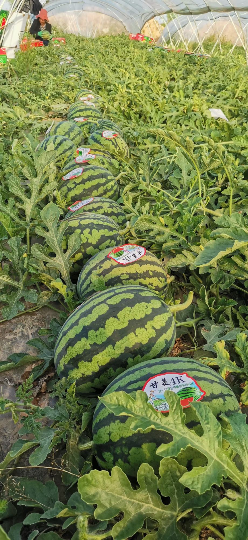 甘美4K西瓜，江苏头茬，产地直发，货源充足，代发全国