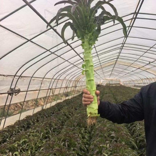 兰州精品莴笋大量上市，需要的老板联系