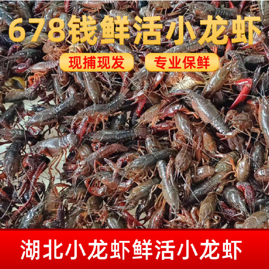 洪湖市洪湖产地直发鲜活小龙虾专线物流配送