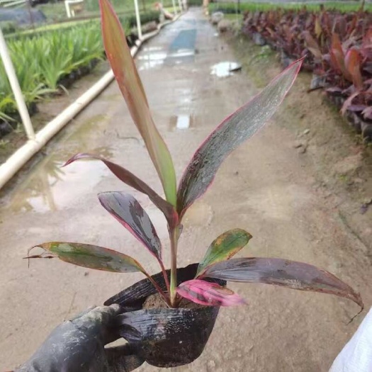 广州精品亮叶朱蕉基地自产自销