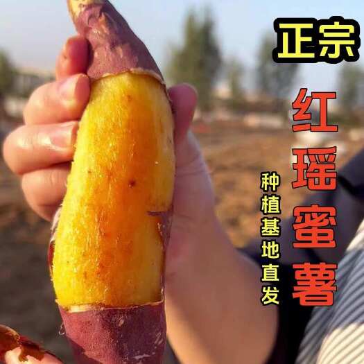 天津红瑶蜜薯软糯香甜产地直发电商烤薯店可对接采购