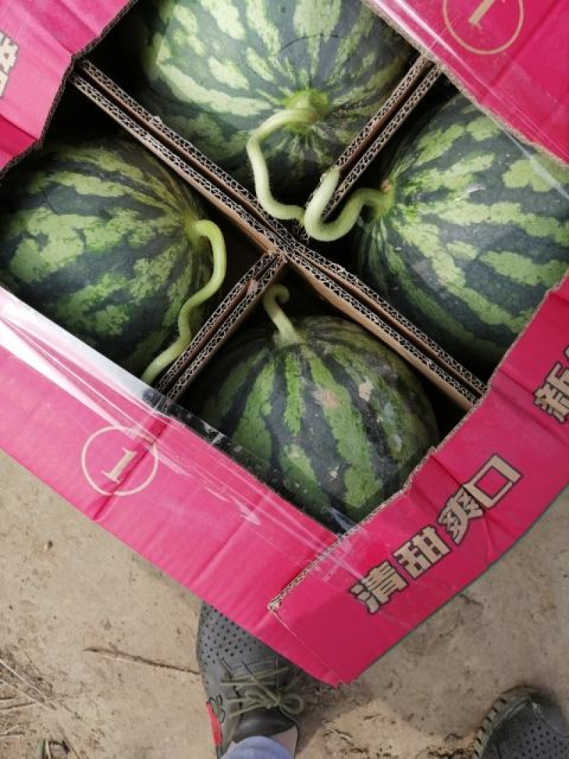 甘美4K西瓜，江苏头茬，产地直发，货源充足，代发全国
