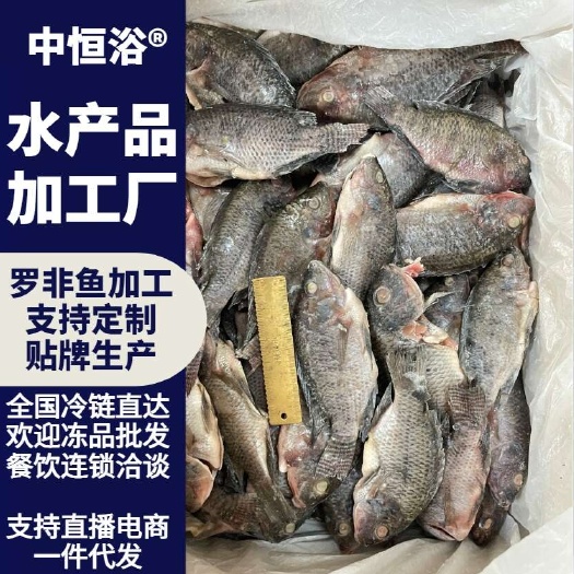 三去罗非鱼 鲜活加工水产冻品 供应酒店餐厅超市 商用厂家批发