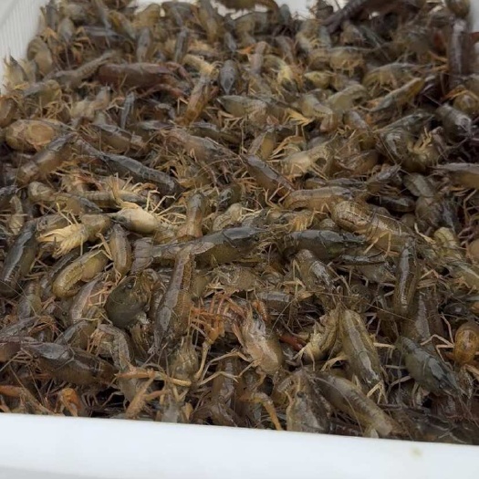 隆昌市龙虾苗