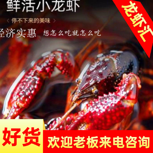 洪湖市洪湖产地直发鲜活小龙虾