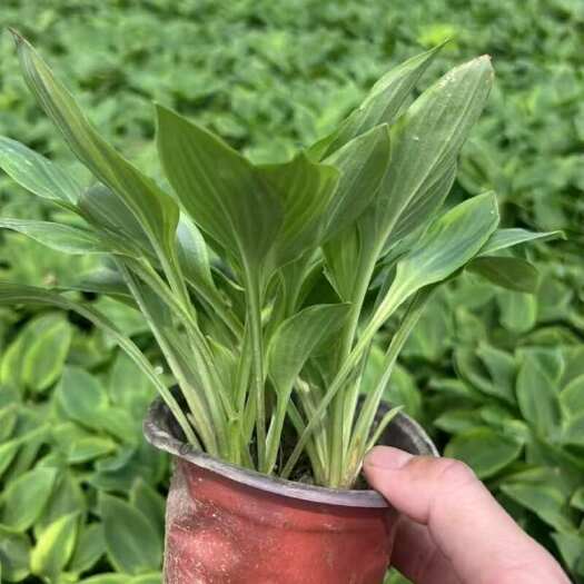 广州精品金花玉簪花基地自产自销