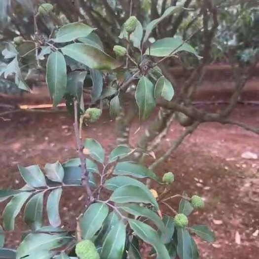 湛江荔枝很快上市了，需要的老板提前聯(lián)系，市場貨電商貨