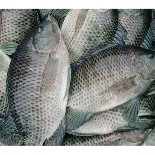 东山县三去罗非鱼 鲜活加工 红烧糖醋烧烤烤鱼餐饮食材厂家批发