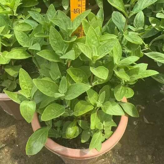 广州精品蓝金花基地自产自销