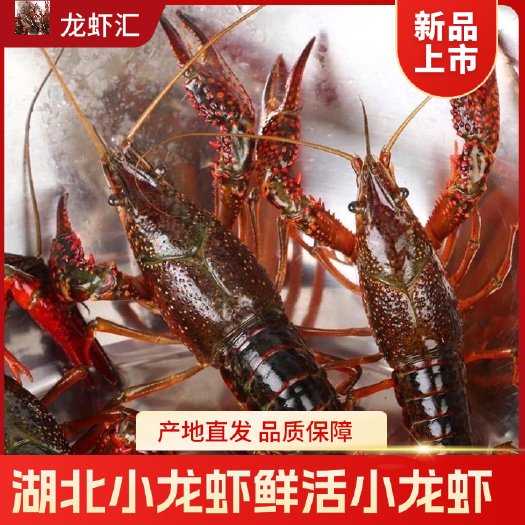 洪湖新鲜小龙虾活虾批发产地直发荆州市特色水产
