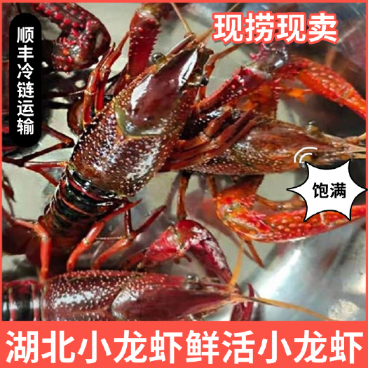 鲜活小龙虾,现货现发,产地直发