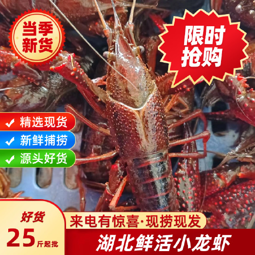洪湖市新鲜小龙虾 湖北荆州产地直发 个大肉多 清洗方便