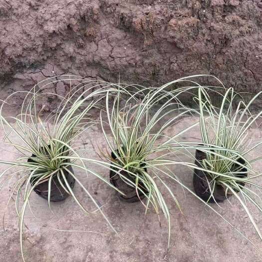 广州精品金边苔草基地自产自销