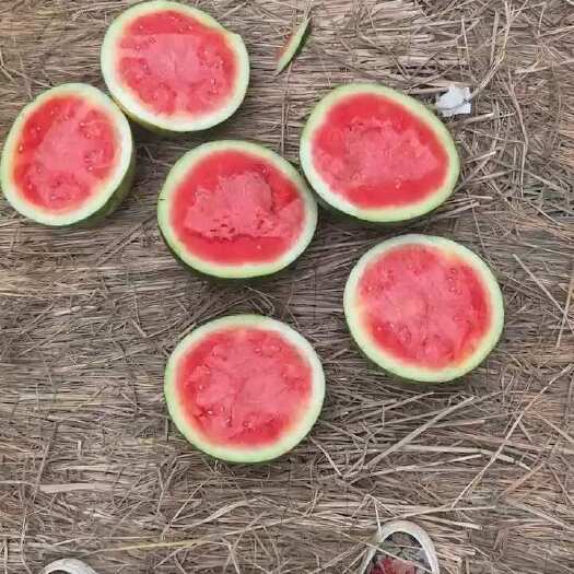 海南无籽瓜