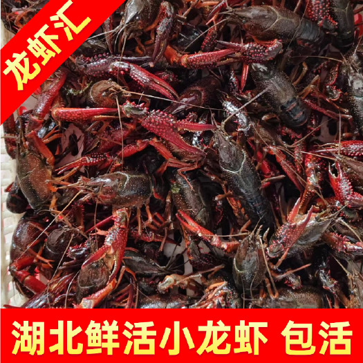 洪湖市小龙虾清水鲜活的活体现货新鲜批发