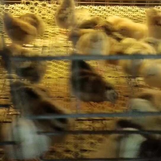 武汉江汉土鸡鸡苗