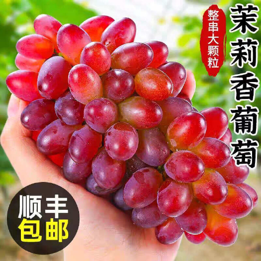 昆明云南茉莉香葡萄新鲜现摘郁金香无籽提子孕妇水果整箱3斤顺丰包邮