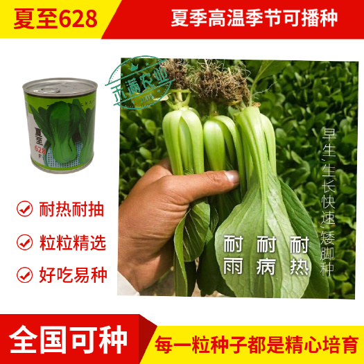 腾运夏至628青梗菜种子 耐高温速生30天采收夏季可播基地蔬