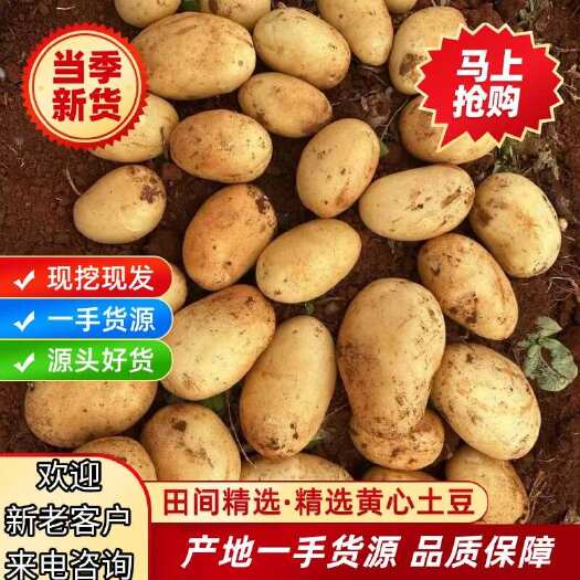黄皮黄心土豆各种规格各种品种可全国发货批发零售品类齐全