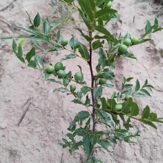 南召县优质酸枣树苗供应 高品质苗木批发，双仁酸枣苗