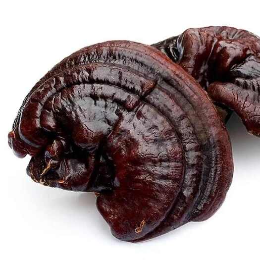 南召县灵芝40-60g一朵纯龙芝赤芝林芝泡酒灵芝茶正品