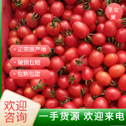 新鲜圣女果产地直发现摘现发