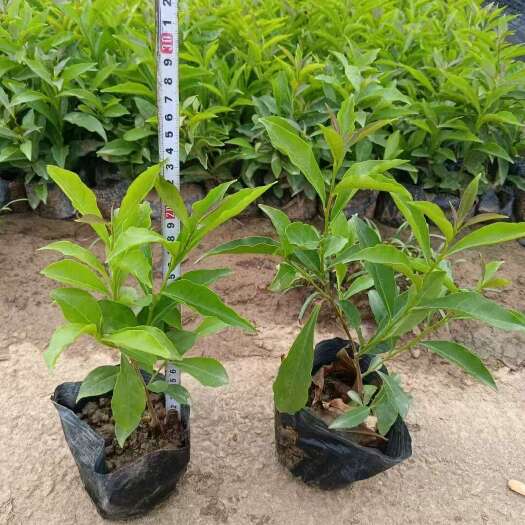 精品双色茉莉花基地自产自销