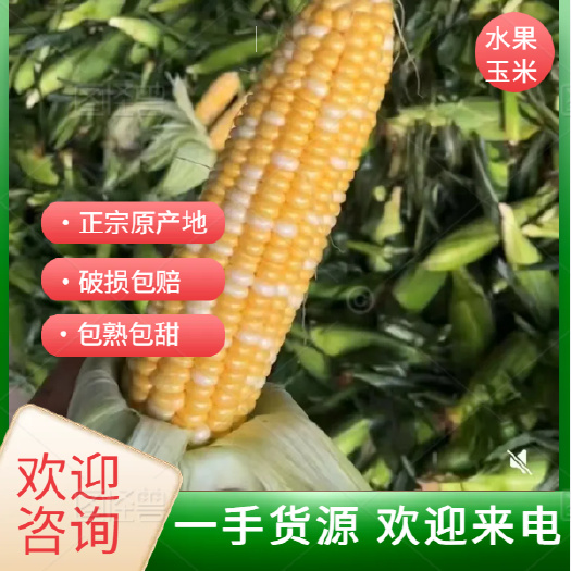 新鲜水果玉米 甜糯带壳黄玉米 当日发货